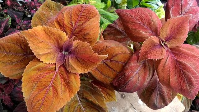 Колеус Барханы. смотреть онлайн