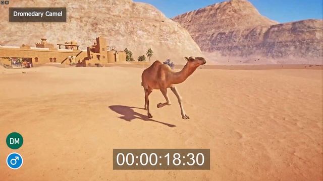 Arid Animal Pack DLC Speed Races in Planet Zoo included Gazelle, Dromedary Camel, Porcupine смотреть онлайн