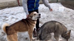 Охотничьи собаки. Западно-Сибирские Лайки. Часть 2