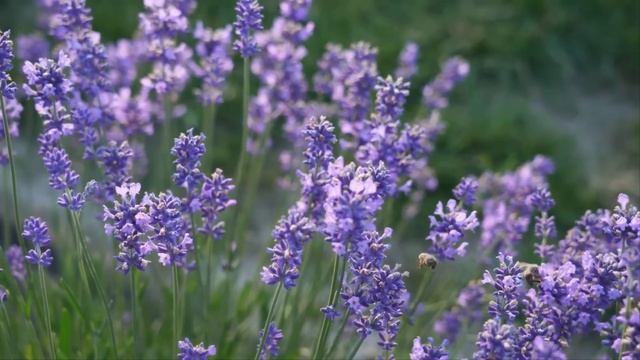 Несколько лет мужчина жил на две семьи и наслаждался жизнью. Он и представить себе не мог, что жёны смотреть онлайн