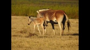 Зебра Квагга