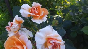 Обзор роз и  новинок в моем саду в конце лета. Розы Фюр Элизе, Амороза, Арабия...