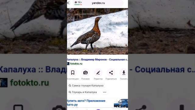 сегодня покажу фото кто такой Глухарь это птица смотреть онлайн