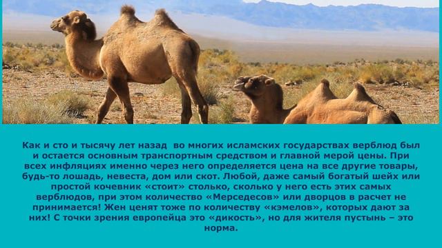 Василий Климов. Верблюды смотреть онлайн