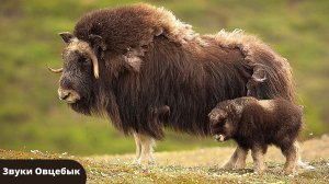 Звуки животных  | Какие звуки издаёт Овцебык | Овцебык голос и звуки
