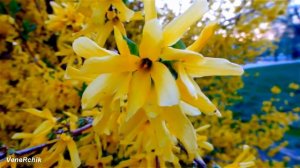 Анвар Нургалиев  Сары чэчэк