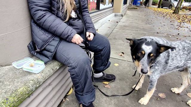 headhalter training with distractions: student of Susan Garrett смотреть онлайн