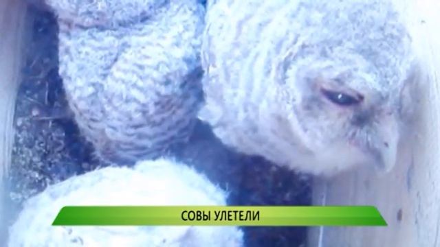05.06.2015 Служба новостей "Город" - Совы улетели смотреть онлайн