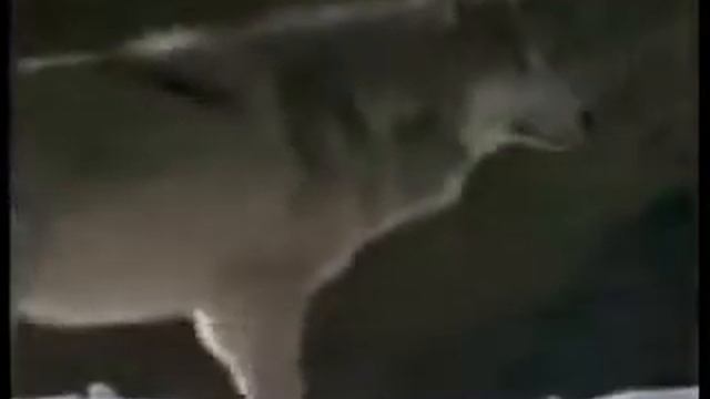 Мы Волки смотреть онлайн