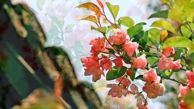 BEGONIA CHARMING HD смотреть онлайн