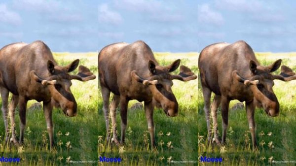 Learning Wild Animals For Toddlers Learn Animal Name Learning Animals Sound ABC Song