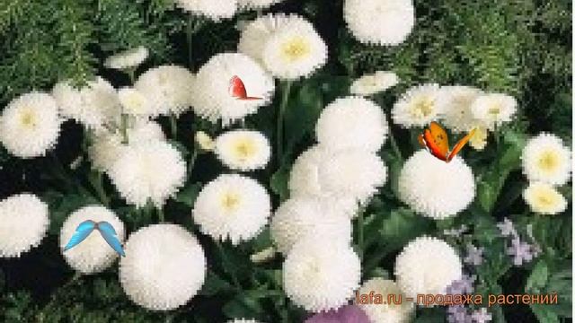 Маргаритка обыкновенная Вайт ? маргаритка Вайт обзор: как сажать семена маргаритки Вайт смотреть онлайн