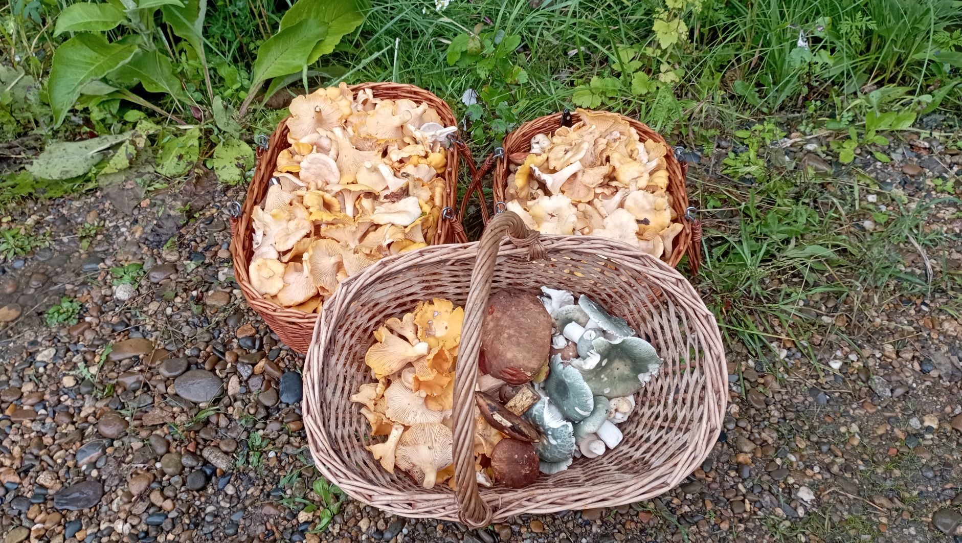 ГРИБНОЙ СЕЗОН В РАЗГАРЕ! По грибы 17 июня 2023 года. смотреть онлайн