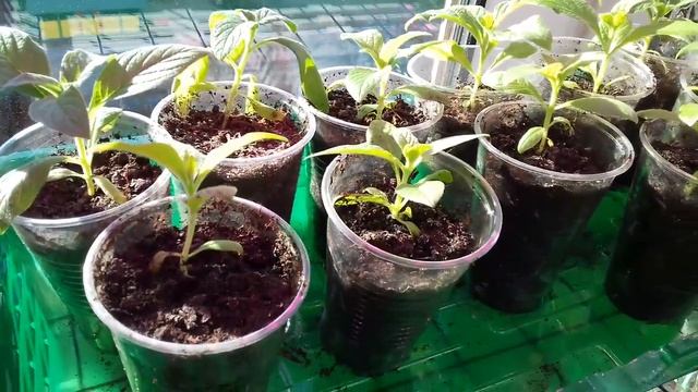 Обзор всей рассады на 19 марта 2020 года . Стеллаж на подоконнике . Аквилегия , гелиотроп , лаванда смотреть онлайн