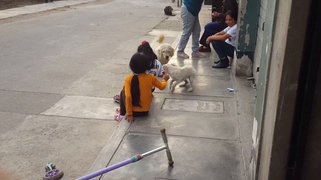 Perla jugando con perro de Erika 2018 10 25 174654 смотреть онлайн