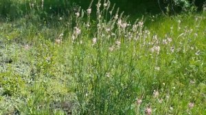 Косим траву в саду Школы