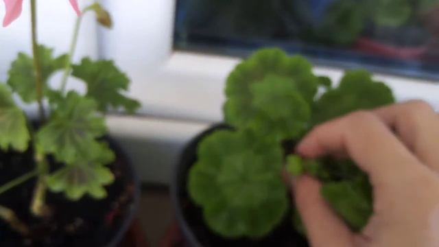 Обзор комнатных растений в Сентябре 2020 года. На балконе. смотреть онлайн