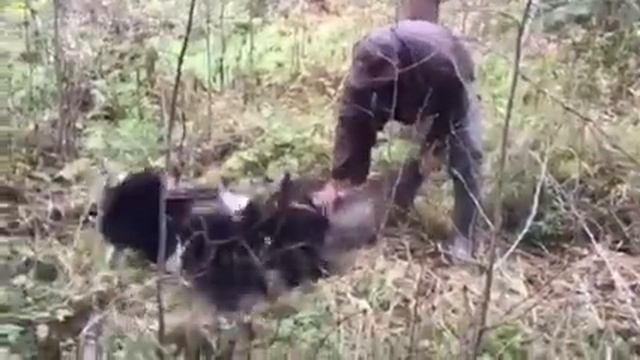 Охота на кабана смотреть онлайн