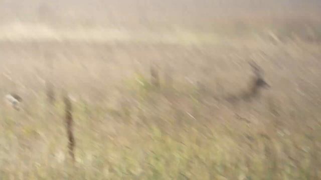 Косуля сибирская смотреть онлайн