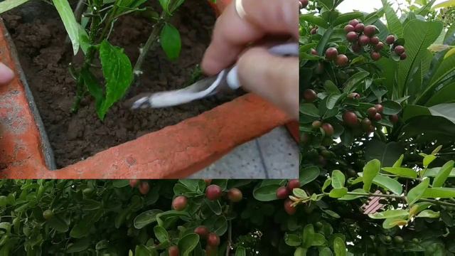 Main gate security guard trees with fruits also // Evergreen fruit trees смотреть онлайн