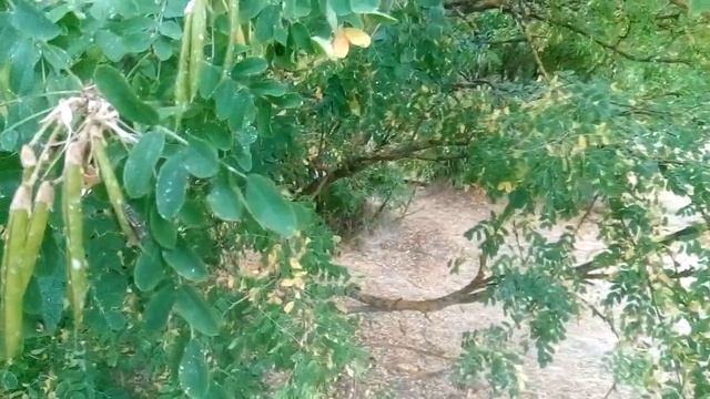 Тля и её главные враги- божьи коровки.??? смотреть онлайн