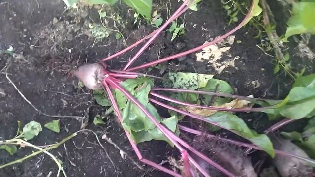 ПРОСТАЯ ЖИЗНЬ// ОБШИВАЕМ СТЕНЫ// УБИРАЕМ СВЕКЛУ