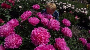 Пион Princess Margaret. Май 2018