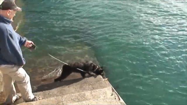 п-к Роман-Кош..Роман-Кош Киви Свет. дочь РК Баттерфляй. cherbourg8 смотреть онлайн