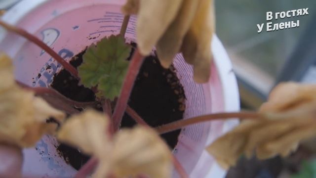 ДАЧА. ВОТ И НАСТАЛ ТОТ ЧАС. ВЫСАЖИВАЮ ТОМАТЫ. ПЕРЦЫ В ВЕДРА. ПЕТУНЬИ. БЕГОНИИ. смотреть онлайн