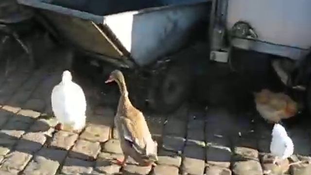 Hackney City Farm, Duck with mouse in beak смотреть онлайн