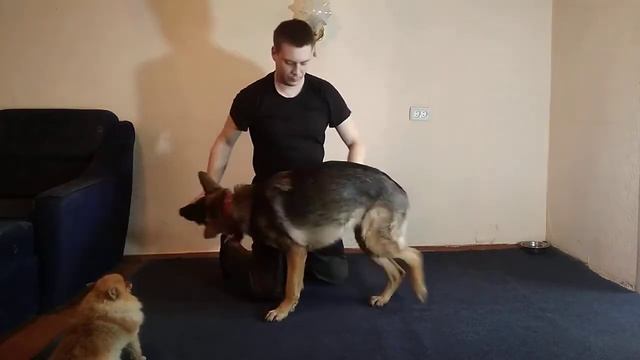 НЕМЕЦКАЯ ОВЧАРКА | КОМАНДА КУВЫРОК | КАК НАУЧИТЬ СОБАКУ ДЕЛАТЬ КУВЫРОК | ДРЕССИРОВКА СОБАК смотреть онлайн