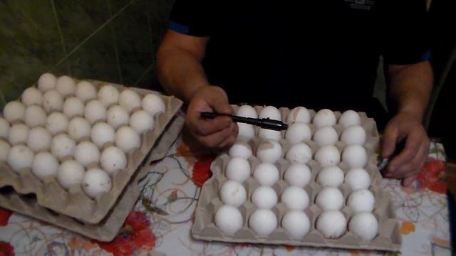 Маркировка инкубационного яйца Леггорна смотреть онлайн