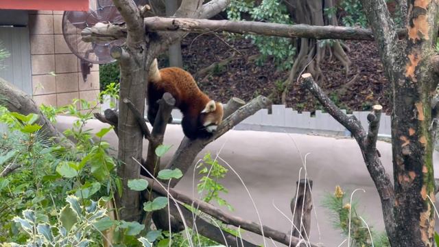 Зоопарк Сан Диего март 2023 красная панда смотреть онлайн