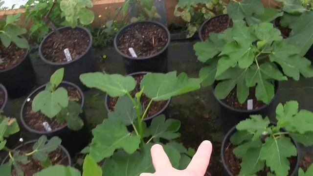 How to Root a Fig Tree Cutting with No Special Technique | Winter vs Spring Fig Cuttings comparison смотреть онлайн