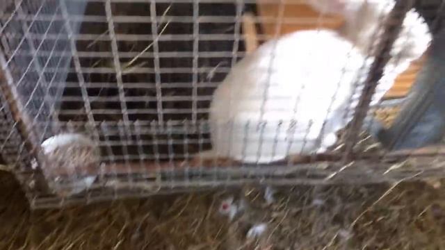 Крольчиха затоптала крольчат... потеря крольчат у Маргоши. смотреть онлайн