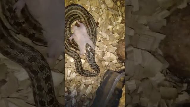 Как ест змея