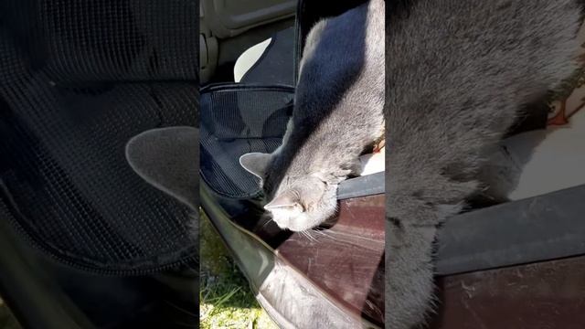 Кот Тимофей открыл дачный сезон. смотреть онлайн