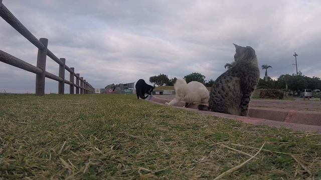 Cats of Okinawa смотреть онлайн