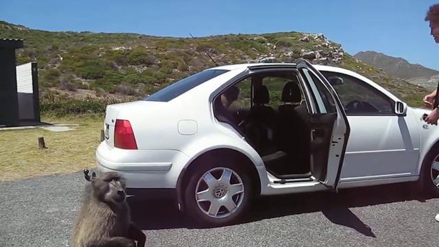 Бабуины грабят смотреть онлайн