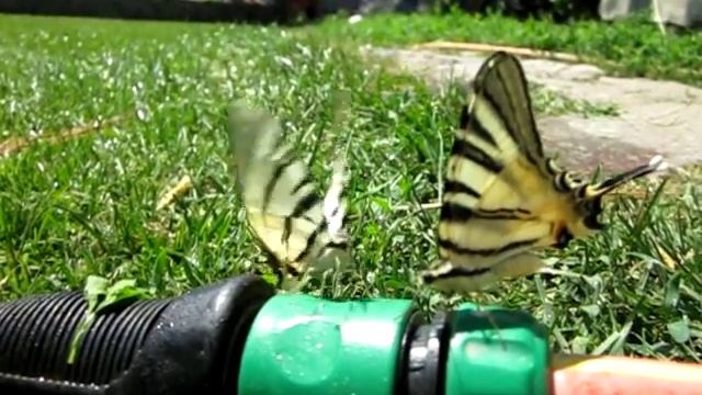 Бабочки на водопое