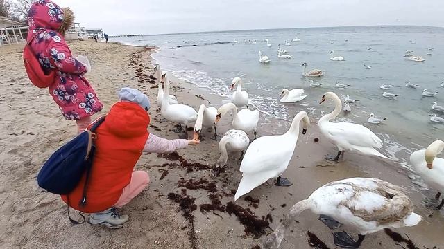 Рождество в Евпатории. Крым 2023. Накормили лебедей! смотреть онлайн