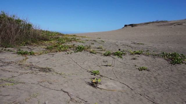 FIJI: Stunning sand dunes ? at Sigatoka National Park ?️ (Pacific Ocean) смотреть онлайн