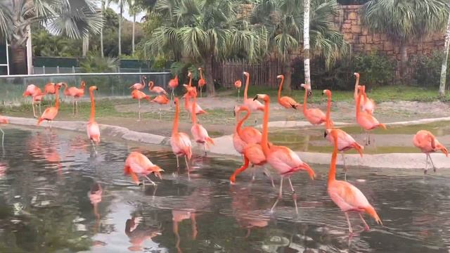 Pink Flamingos, Miami Zoo, FL, USA - Розовые фламинго в зоопарке Майами, Флорида, США смотреть онлайн
