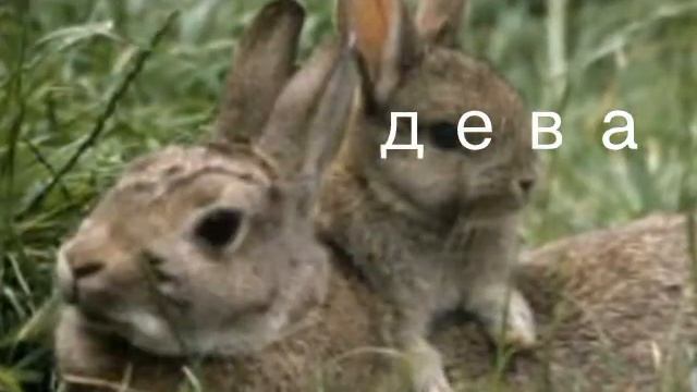 Какой твой знак зодиака по зверям смотреть онлайн