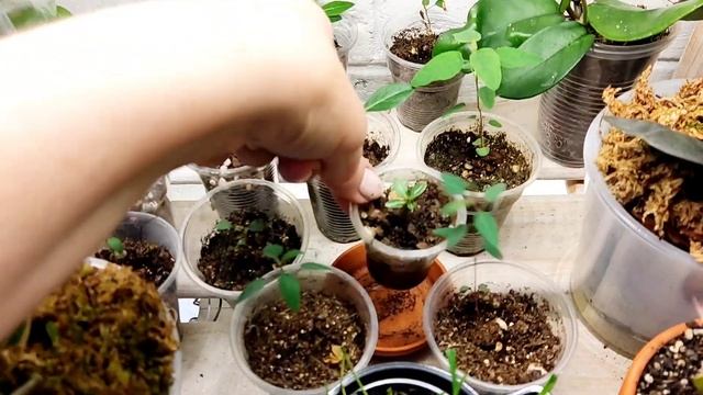 цветочные новости смотреть онлайн