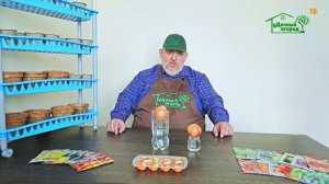 Выращиваем зелёный лук, чеснок и другую зелень на подоконнике без земли