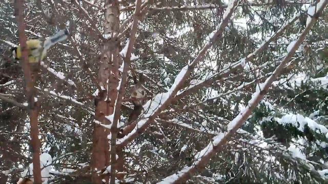 Белка обходными путями пришла за орехом смотреть онлайн