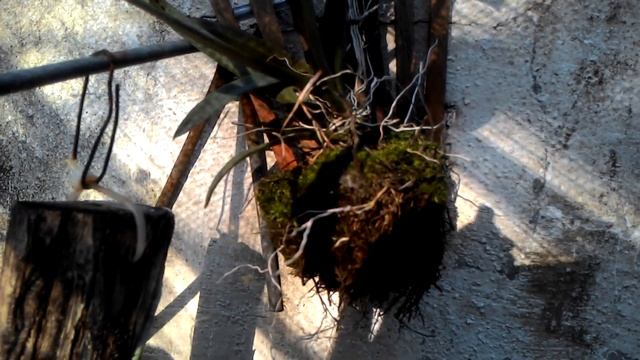 Ionopsis Paniculata, Cultivo E Floração!