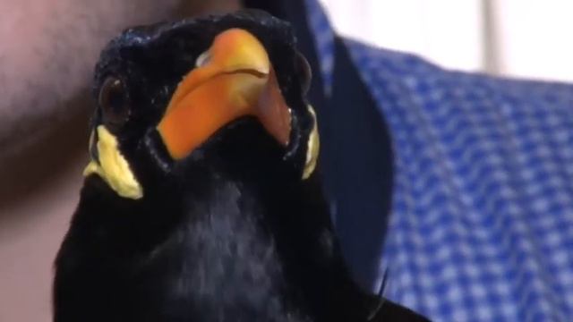 Грани. Выставка певчих птиц (26.05.2017) смотреть онлайн