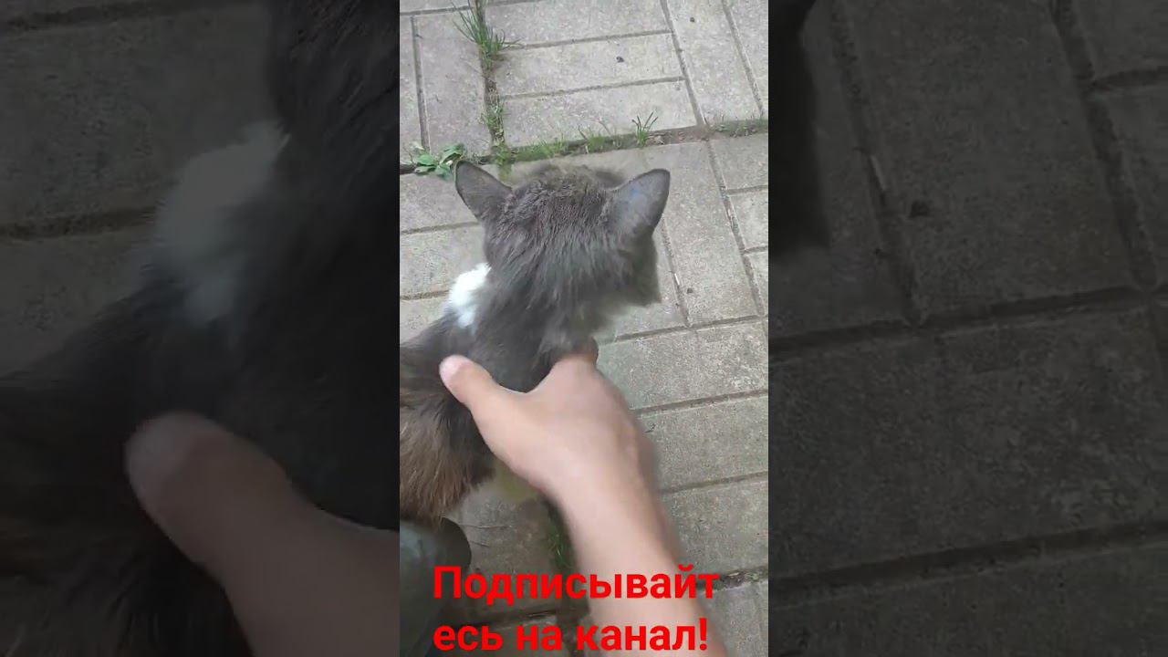 Барсик хочет ласки!!! смотреть онлайн